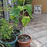 No11 & 4* Κωνσταντινούπολη